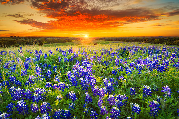 Bluebonnet Field