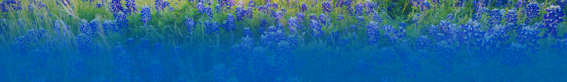 Texas Bluebonnets