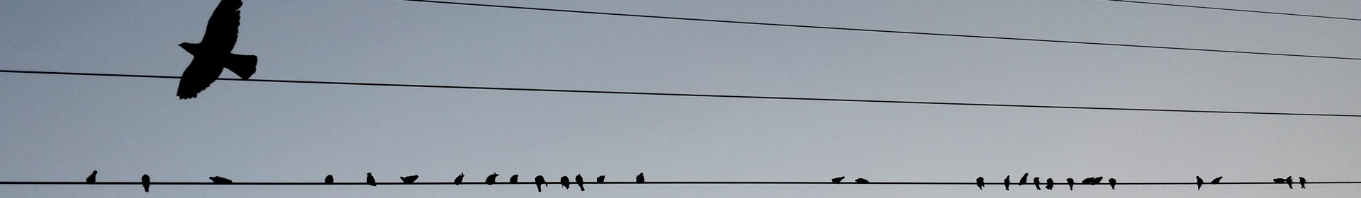 about-champion-energy-lone-bird-flying-GettyImages-900905356